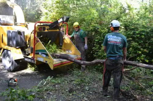 tree services Lakeville